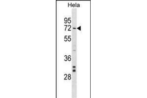 NARF Antibody (Center) (ABIN1537831 and ABIN2848971) western blot analysis in Hela cell line lysates (35 μg/lane).