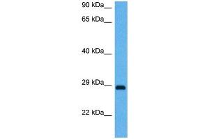 Host:  Mouse  Target Name:  BDNF  Sample Tissue:  Mouse Brain  Antibody Dilution:  1ug/ml (BDNF Antikörper  (Middle Region))