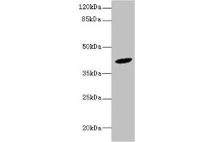 Western blot All lanes: HM13 antibody at 6 μg/mL + Mouse liver tissue Secondary Goat polyclonal to rabbit at 1/10000 dilution Predicted band size: 42, 47, 44, 37 kDa Observed band size: 42 kDa (H13 Antikörper  (AA 336-377))
