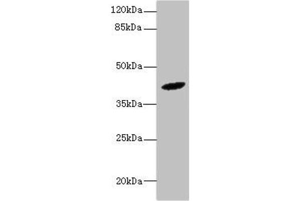 H13 antibody  (AA 336-377)