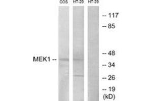 Western blot analysis of extracts from COS7/HT-29, using MEK1/2 (Ab-217) Antibody. (MEK1/2 Antikörper  (AA 189-238))