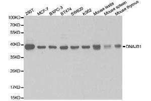Western blot analysis of extracts of various cell lines, using DNAJB1 antibody. (DNAJB1 Antikörper  (AA 1-340))
