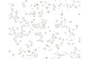 Immunocytochemistry (ICC) image for anti-Nectin cell adhesion molecule 3 (NECTIN3) (AA 58-400) antibody (ABIN7795718)