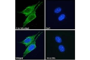 (ABIN190816) Immunofluorescence analysis of paraformaldehyde fixed NIH3T3 cells, permeabilized with 0. (PLIN3 Antikörper  (Internal Region))