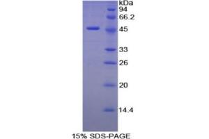SDS-PAGE analysis of Mouse Elastin Protein. (Elastin Protein (ELN))