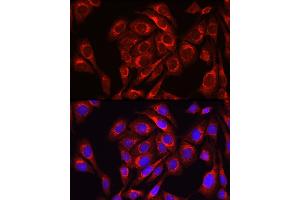 Immunofluorescence analysis of U2OS cells using Mitofusin-1/MFN1 Rabbit pAb (ABIN6128299, ABIN6143797, ABIN6143798 and ABIN6225221) at dilution of 1:100 (40x lens). (MFN1 Antikörper  (AA 622-741))