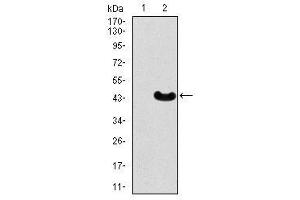 Image no. 2 for anti-Myocyte Enhancer Factor 2C (MEF2C) antibody (ABIN1490566) (MEF2C Antikörper)