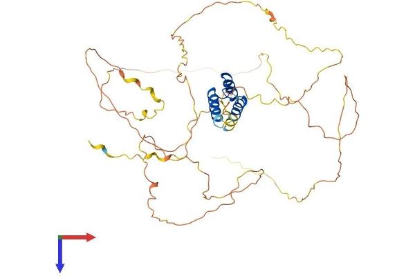 IRX2 Protein (AA 1-474) (His tag)