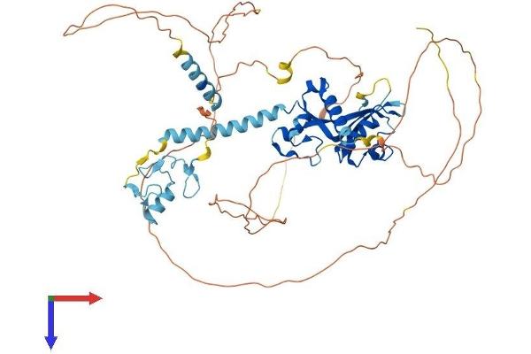 CNOT4 Protein (AA 1-575) (His tag)