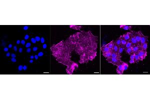 Immunocytochemical staining of HepG2 cells with Actin antibody (ABIN7797459), 1:1,000).