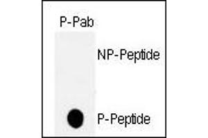 Dot blot analysis of anti-hp53-T18 Phospho-specific Pab (ABIN389626 and ABIN2839626) on nitrocellulose membrane. (p53 Antikörper  (pThr18))