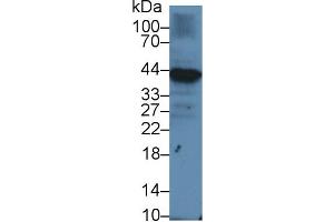 Western blot analysis of Human Raji cell lysate, using Human Iga Antibody (1 µg/ml) and HRP-conjugated Goat Anti-Rabbit antibody ( (CD79a Antikörper  (AA 36-219))