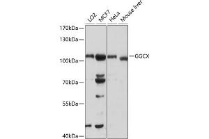 Western blot analysis of extracts of various cell lines, using GGCX antibody (ABIN6129015, ABIN6141069, ABIN6141070 and ABIN6218918) at 1:1000 dilution. (GGCX Antikörper  (AA 479-758))