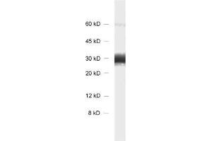 dilution: 1 : 1000, sample: rat brain homogenate. (Synaptogyrin 1 Antikörper)