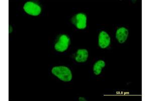 Immunofluorescence of  purified  MaxPab antibody to POLA2 on HeLa cell. (POLA2 Antikörper  (AA 1-598))
