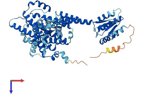 SLC26A11 Protein (AA 1-593) (His tag)