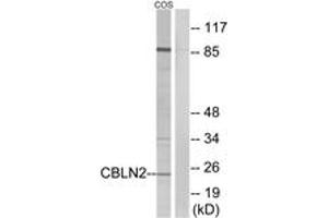 Western blot analysis of extracts from COS cells, using CBLN2 Antibody. (CBLN2 Antikörper  (AA 161-210))