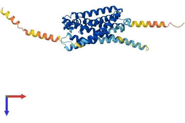 Purinergic Receptor P2Y, G-Protein Coupled, 13 (P2RY13) (AA 1-354) protein (His tag)