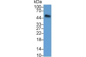 Detection of OPG in Mouse Heart lysate using Polyclonal Antibody to Osteoprotegerin (OPG) (Osteoprotegerin Antikörper  (AA 22-281))