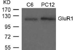 Image no. 1 for anti-Glutamate Receptor 1 (GLUR1) (AA 847-851) antibody (ABIN197512) (Glutamate Receptor 1 Antikörper  (AA 847-851))