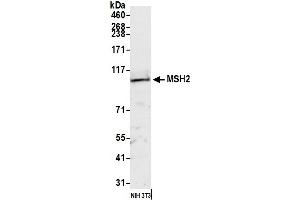 Western Blotting (WB) image for anti-Mismatch Repair Protein 2 (MSH2) (AA 1-50) antibody (ABIN7449896) (MSH2 Antikörper  (AA 1-50))