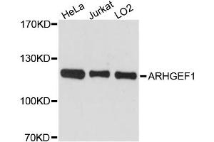 Western blot analysis of extracts of various cell lines, using ARHGEF1 antibody. (ARHGEF1 Antikörper)