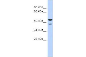 WB Suggested Anti-NSUN4 Antibody Titration:  0. (NSUN4 Antikörper  (N-Term))