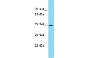 Western Blotting (WB) image for anti-Olfactory Receptor, Family 6, Subfamily C, Member 1 (OR6C1) (C-Term) antibody (ABIN2791430)