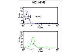 Flow cytometric analysis of NCI-H460 cells (bottom histogram) compared to a negative control cell (top histogram). (B-Cell Linker Antikörper  (AA 150-178))