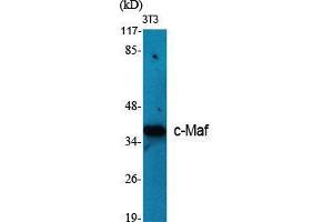 Western Blot (WB) analysis of specific cells using c-Maf Polyclonal Antibody. (MAF Antikörper  (C-Term))