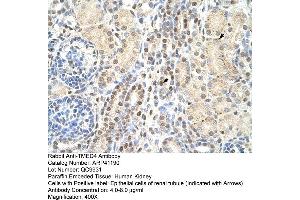 Rabbit Anti-TMED4 Antibody  Paraffin Embedded Tissue: Human Kidney Cellular Data: Epithelial cells of renal tubule Antibody Concentration: 4. (TMED4 Antikörper  (N-Term))