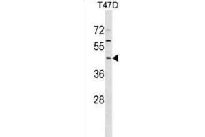 Western Blotting (WB) image for anti-F-Box Protein 16 (FBXO16) antibody (ABIN2999527) (FBXO16 Antikörper)