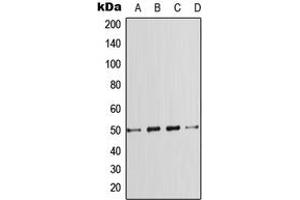 Western blot analysis of SMAD7 expression in HeLa (A), A431 (B), SP2/0 (C), PC12 (D) whole cell lysates.