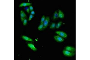 Immunofluorescent analysis of HepG2 cells using ABIN7171179 at dilution of 1:100 and Alexa Fluor 488-congugated AffiniPure Goat Anti-Rabbit IgG(H+L) (ERVW-1 Antikörper  (AA 21-443))