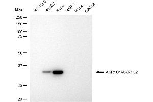 Western blotting analysis using AKR1C1/AKR1C2 antibody (ABIN7797542). (Rekombinanter AKR1C1, AKR1C2 Antikörper)