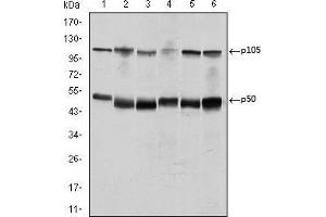 Western Blotting (WB) image for anti-Nuclear Factor of kappa Light Polypeptide Gene Enhancer in B-Cells 1 (NFKB1) antibody (ABIN969313)