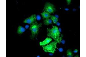 Anti-MGLL mouse monoclonal antibody (ABIN2454695) immunofluorescent staining of COS7 cells transiently transfected by pCMV6-ENTRY MGLL (RC218358). (MGLL Antikörper)
