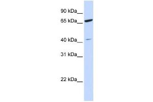 Western Blotting (WB) image for anti-Zinc Finger Protein 334 (ZNF334) antibody (ABIN2460014)