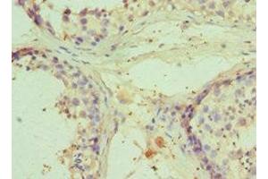 Immunohistochemistry of paraffin-embedded human testis tissue using ABIN7151208 at dilution of 1:100