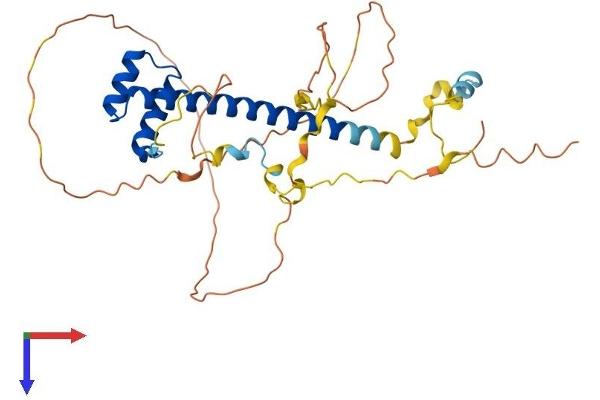 TLX1 Protein (AA 1-332) (His tag)
