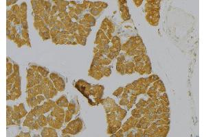 ABIN6277735 at 1/100 staining Human pancreas tissue by IHC-P. (TAC1 Antikörper  (Internal Region))
