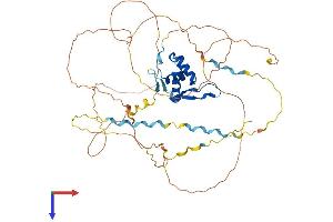 FOXG1 Protein (AA 1-489) (His tag)