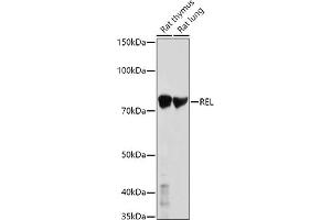 Western blot analysis of extracts of various cell lines, using REL antibody (ABIN3021649, ABIN3021650, ABIN3021651 and ABIN6215485) at 1:1000 dilution. (c-Rel Antikörper  (AA 1-300))