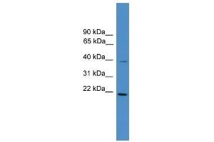 DNAJB4 antibody used at 0. (DNAJB4 Antikörper  (Middle Region))