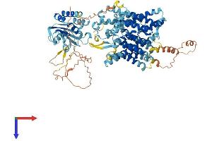 SLC4A11 Protein (AA 1-862) (His tag)