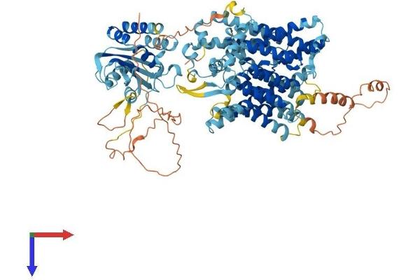 SLC4A11 Protein (AA 1-862) (His tag)