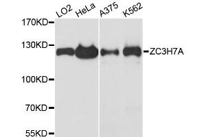 Western blot analysis of extracts of various cell lines, using ZC3H7A antibody. (ZC3H7A Antikörper)