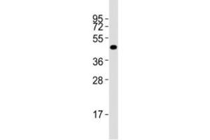 Western blot testing of Pou5f1 antibody at 1:2000 dilution + F9 lysate