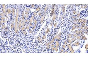 Detection of GPX1 in Mouse Kidney Tissue using Polyclonal Antibody to Glutathione Peroxidase 1 (GPX1) (Glutathione Peroxidase 1 Antikörper  (AA 48-201))