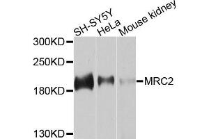 Western blot analysis of extracts of various cells, using MRC2 antibody. (MRC2 Antikörper)